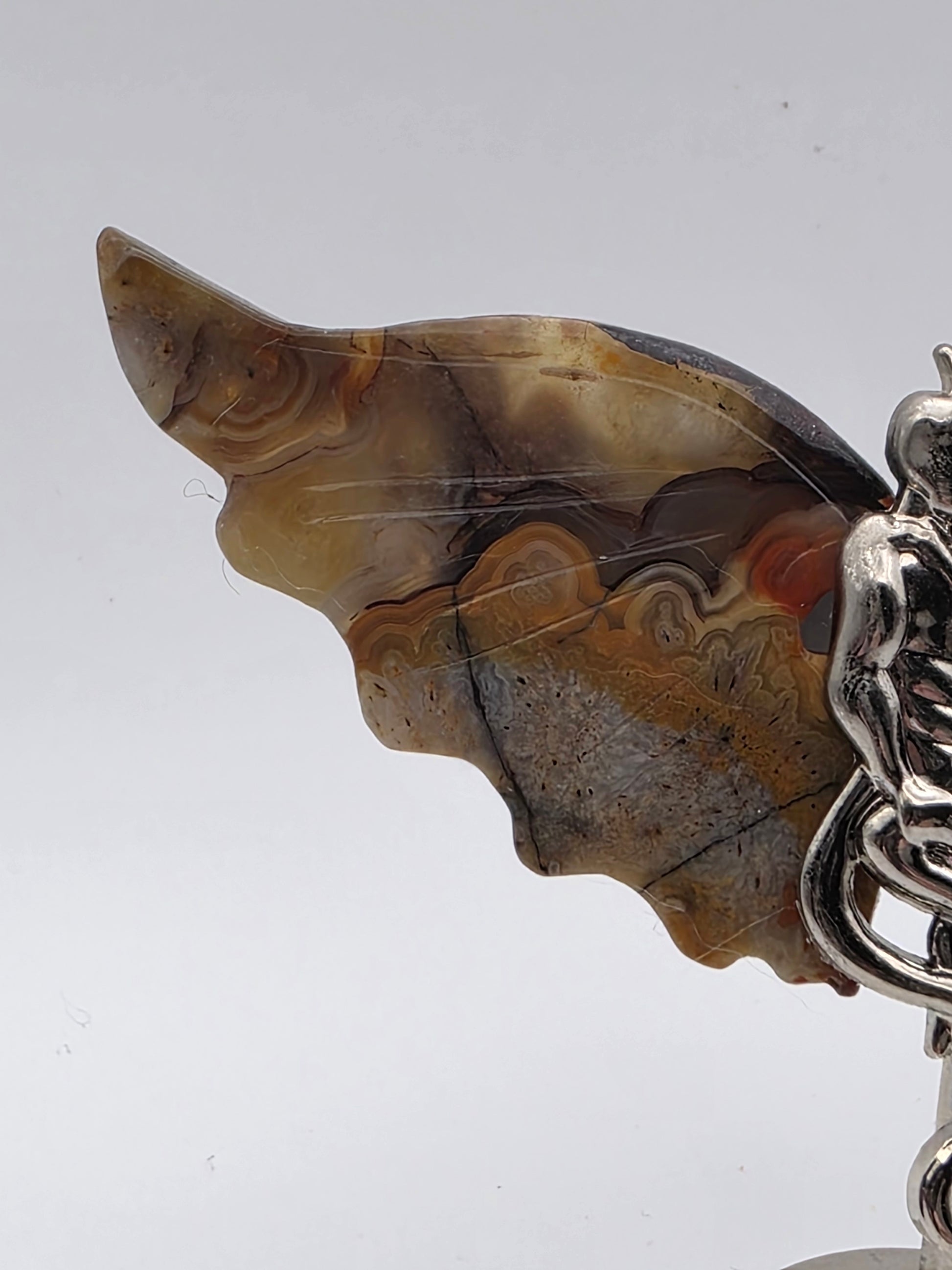 Close-up of Mexican Crazy Lace wing showing swirling caramel, cream, and gray banding.